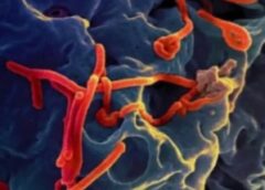 Ebola en RDC : un humanitaire américain testé positif au virus ebola