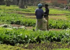 RDC : L’agriculture et l’élevage, piliers oubliés du développement national