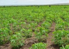 L’agriculture, une priorité pour la santé et le développement de la RDC